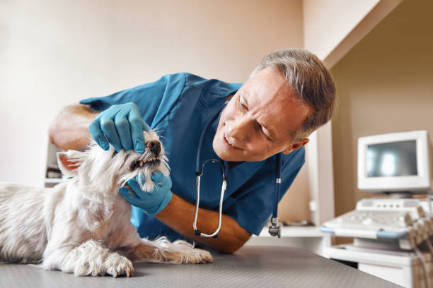 Best 24-Hour Emergency Dental Care in New Union, TN
